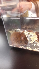 Clethrionomys glareolus