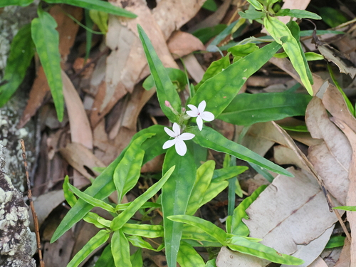 Pseuderanthemum variabile