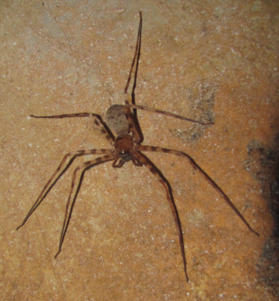 Heteropoda aemulans