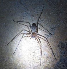 Heteropoda aemulans