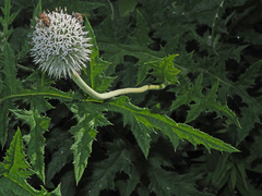 Echinops exaltatus