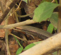 Eutropis macularia