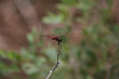 Tramea insularis
