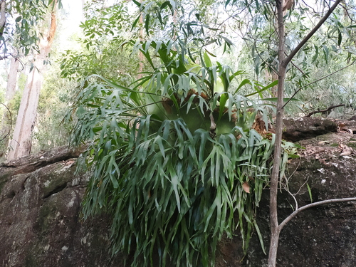 Platycerium bifurcatum