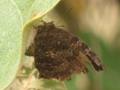 Thaduka multicaudata