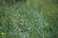 Adenophora stenanthina