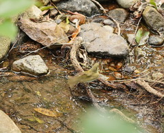 Meliphaga notata