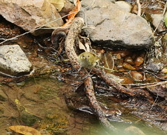 Meliphaga notata
