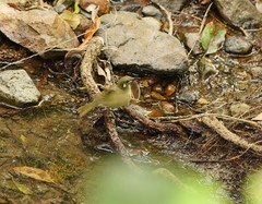 Meliphaga notata