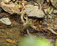 Meliphaga notata