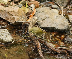 Meliphaga notata