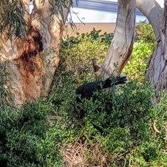 Strepera versicolor melanoptera