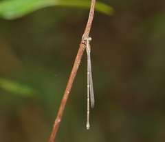 Labidiosticta vallisi