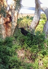 Strepera versicolor melanoptera