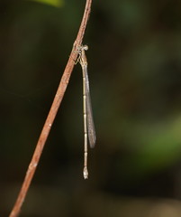 Labidiosticta vallisi