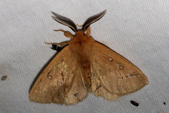 Anthela asterias