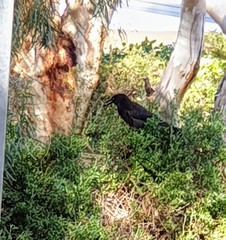 Strepera versicolor melanoptera