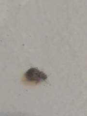 Triatoma