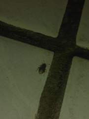 Triatoma