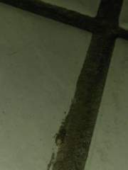 Triatoma