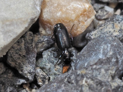Microlestes