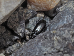 Microlestes