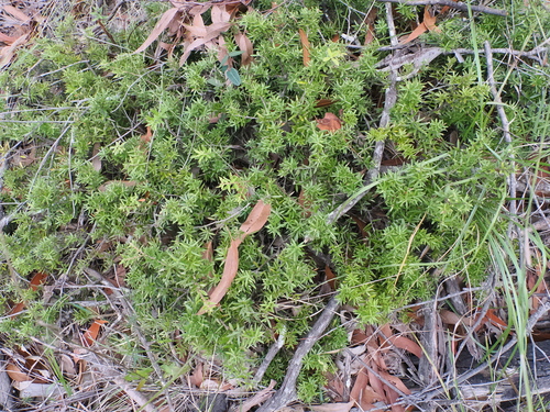 Image of Acrotriche aggregata by (c) Lucas Christofides, some rights reserved (CC BY)