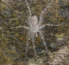 Pandercetes gracilis