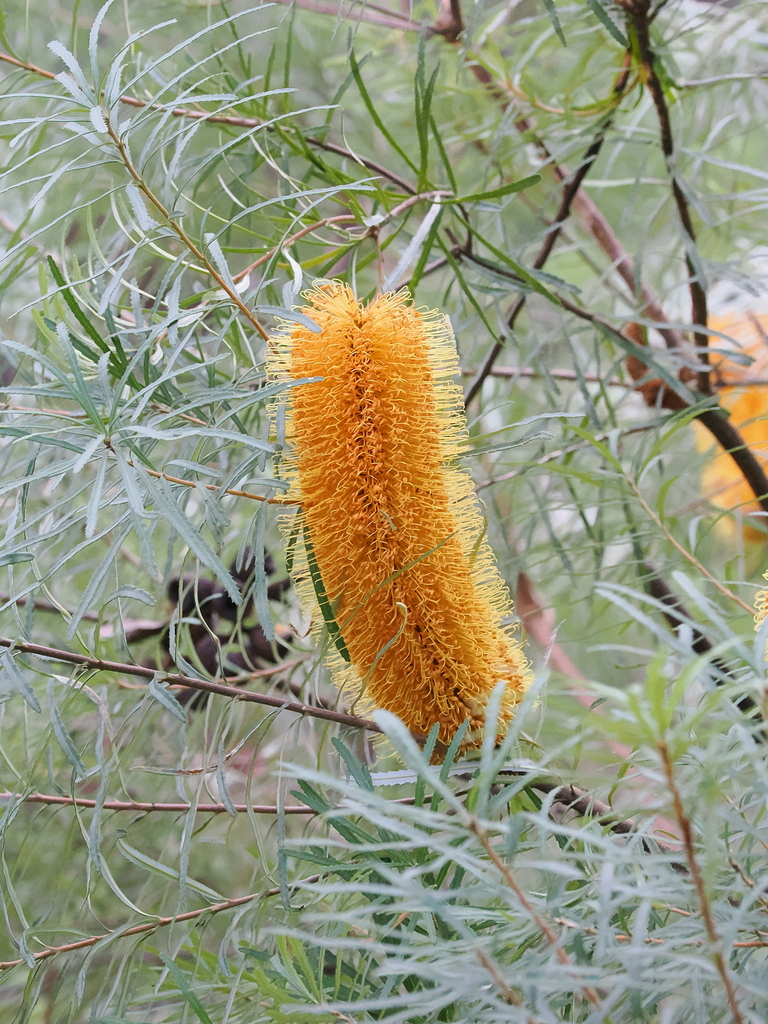 Banksia spinulosa, Brisbane QLD, Australia