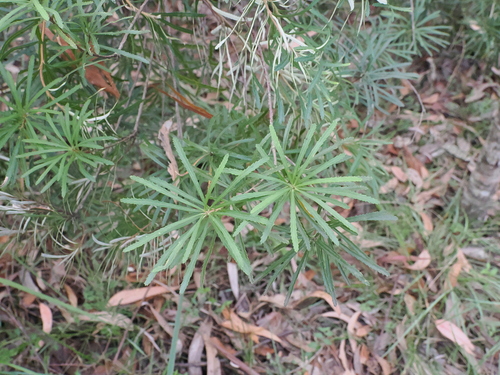 Banksia spinulosa