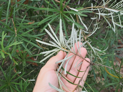Banksia spinulosa