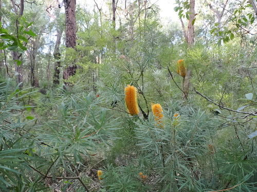 Banksia spinulosa