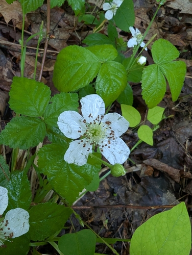 Illinois dewberry (Rubus centralis)