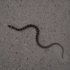 Homalopsis buccata