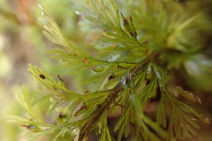 Trichomanes strictum