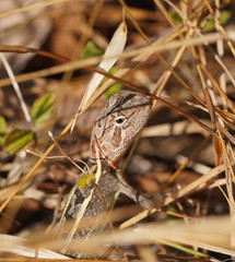 Diporiphora australis