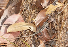 Diporiphora australis