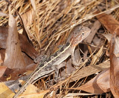 Diporiphora australis