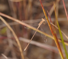 Lestes concinnus