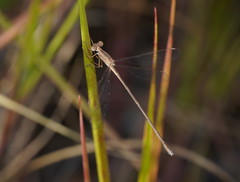 Lestes concinnus