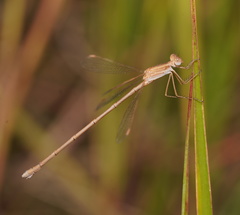 Lestes concinnus