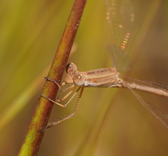 Lestes concinnus