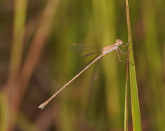 Lestes concinnus