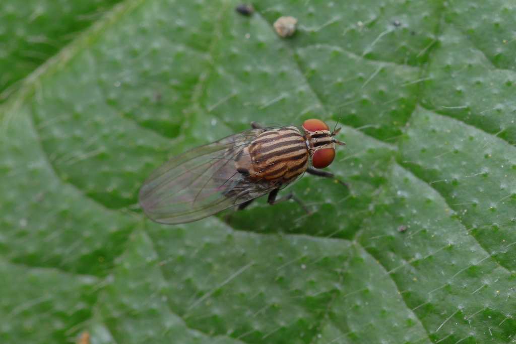 Elipolambda lopesi