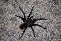 Tliltocatl epicureanus