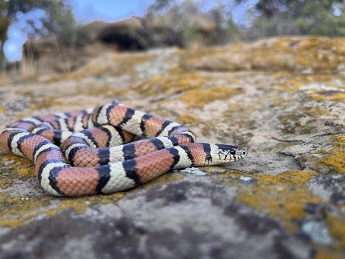 Western Milksnake photographed in Montana