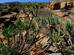 Senecio sarcoides
