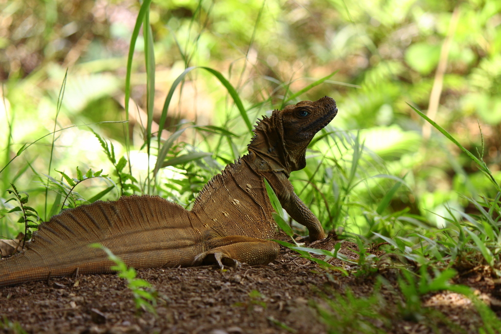 Weber's Sailfin Lizard