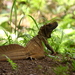 Hydrosaurus weberi - Photo (c) Andi Siady Hamzah, algunos derechos reservados (CC BY-NC), uploaded by Andi Siady Hamzah