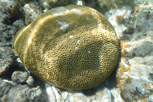 Symmetrical Brain Coral, photo 4 of 8